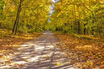 autumn, autumn trees in the park, road, with people in the distance