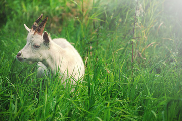 Naklejka na ściany i meble White kid goat grazing on the meadow. 