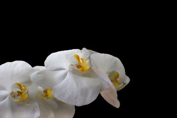 Fototapeta na wymiar flover white orchids on a black background, bouquet
