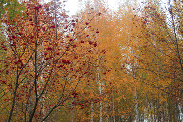 Rowan fire on the background of birches