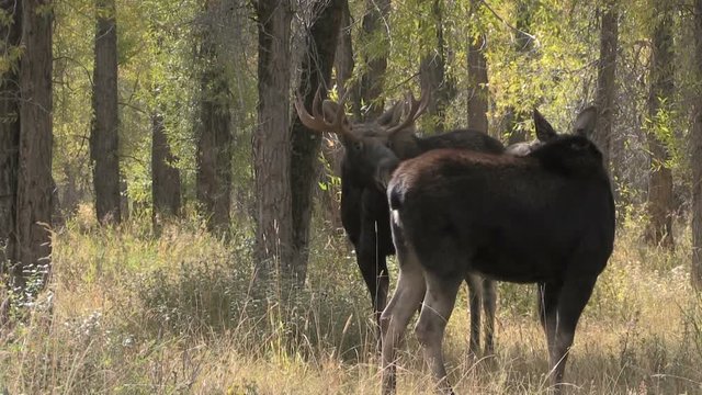 Bull and Cow Shiras Moose Rutting