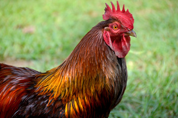 Rooster Head
