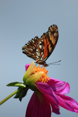 Butterfly on a Purple Flower