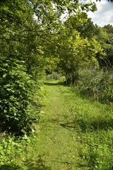 Chemin herbeux traversant la nature sauvage de la réserve naturelle des Jardins Massart à Auderghem 
