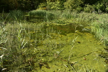Mousse verte et plante aquatiques dans les marécages de la réserve naturelle des Jardins Massart à Auderghem 