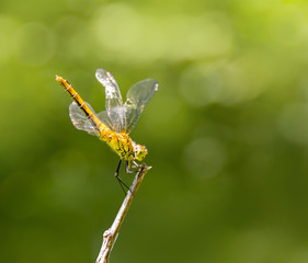 resting dragonfly
