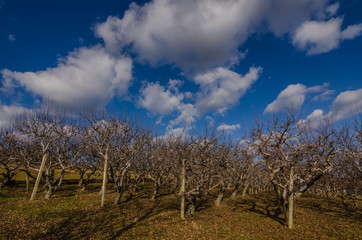 apfelbaeume und himmel mit wolken