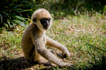 Bébé Gibbon au Parc de la Tête d'or à Lyon