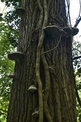 Champignons vénéneux en assiette poussant sur l'écorce d'un vieux chêne entre les tiges du lierre à la réserve naturelle des Jardins Massart à Auderghem 