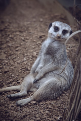 cute meerkats