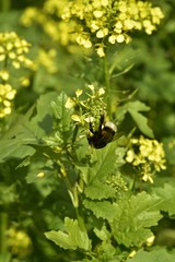 Bourdon butinant des fleurs d'une des plantes médicinales des Jardins Massart à Auderghem