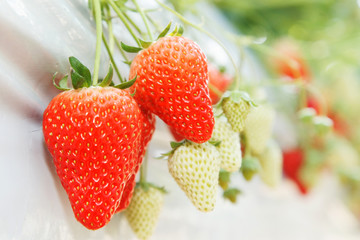水耕栽培のいちご