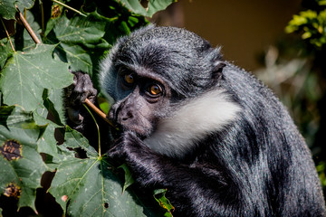Gibbon au Parc de la Tête d'or à Lyon