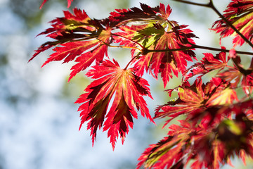 Brightly colored autumn coloured acer leaves background