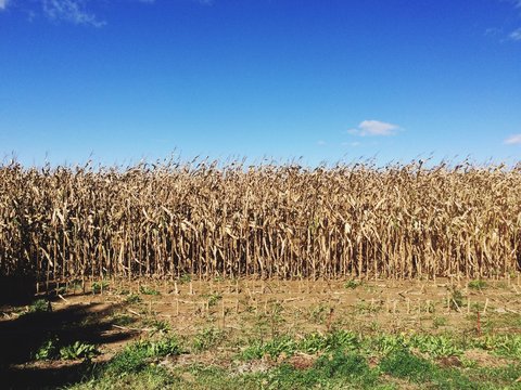 Rural landscape and farm scenery in Amish Country Lancaster, Pennsylvania