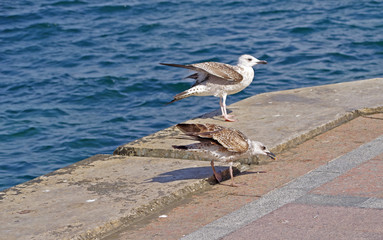 Marine gull on rest