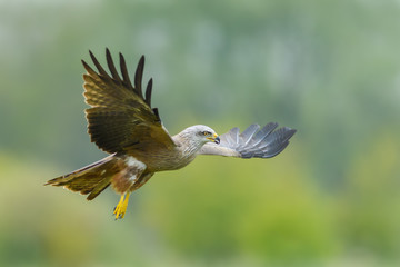 On the fly spring/Black Kite