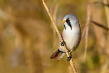 Autumn morning on the reed/Bearded Parrotbill 