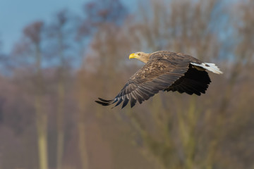 Fly over the pond in the morning/White-tailed Eagle