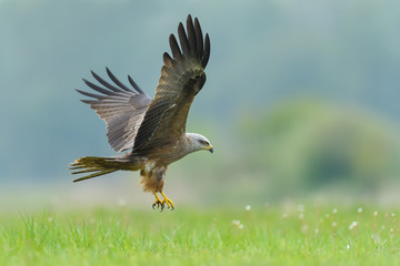 On the fly spring/Black Kite