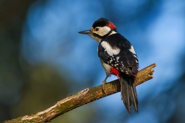 On a branch in the morning/Great Spotted Woodpecker