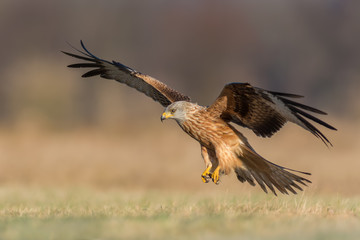 Flight over the meadow / Red Kite