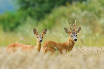 On the meadow/Roe Deer