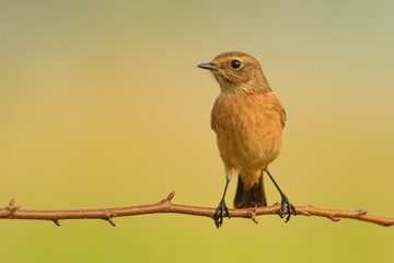 Summer morning on a twig/Stone chat
