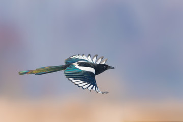Flying over the meadow/Eurasian Magpie