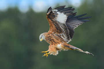 Flight over the meadow / Red Kite