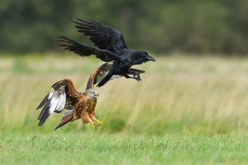 Chase on the meadow/Red Kite