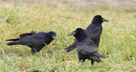 The black birds find out the relationship...
