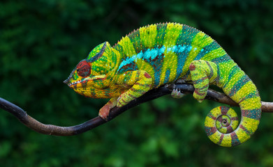 Panther chameleon Furcifer pardalis	 Ambilobe 2 years old endemic from madagascar - obrazy, fototapety, plakaty