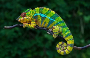 Fotobehang Panther chameleon Furcifer pardalis  Ambilobe 2 years old endemic from madagascar © Jan