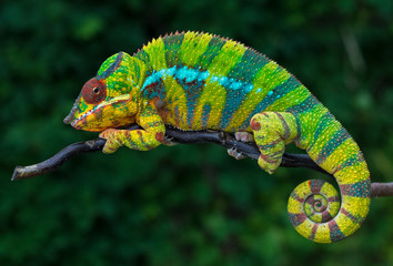 Panther chameleon Furcifer pardalis	 Ambilobe 2 years old endemic from madagascar - obrazy, fototapety, plakaty