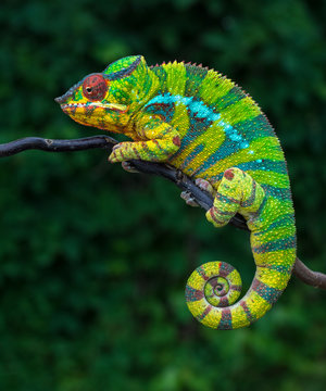 Panther chameleon Furcifer pardalis	 Ambilobe 2 years old endemic from madagascar