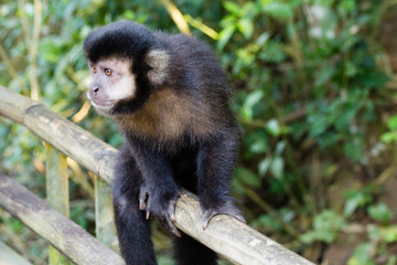 Naklejka na ściany i meble Tufted capuchin monkey on the nature in Pantanal, Brazil