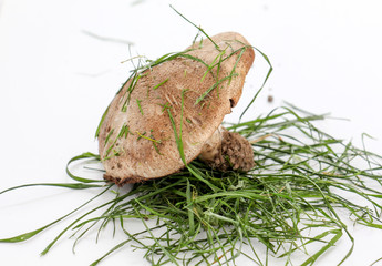 brown mushroom photograped in studio