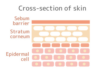 Sectional view illustration of the skin. With text.