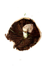 brown mushroom photograped in studio