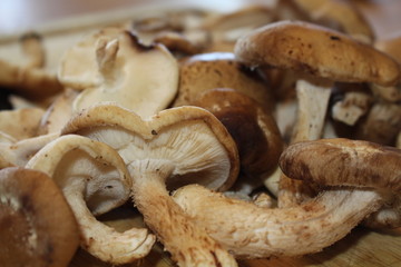 MushroomCuttingBoard