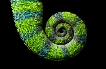 Foto op Plexiglas Kameleon spiraalstaart, Panterkameleon, Furcifer pardalis Ambilobe © Jan