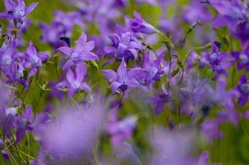 closeup of beautiful purple red flowers with blur background