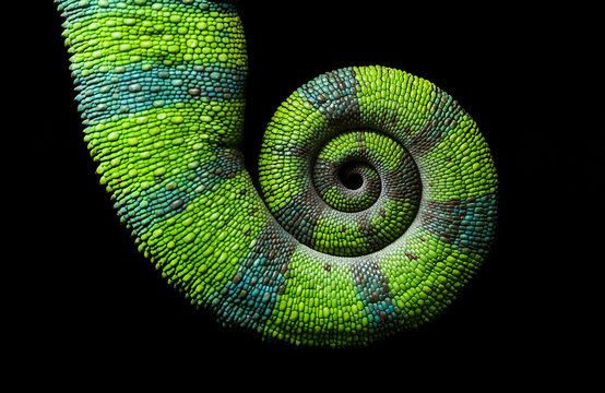 Fototapeta Chameleon spiral tail, Panther chameleon, Furcifer pardalis Ambilobe