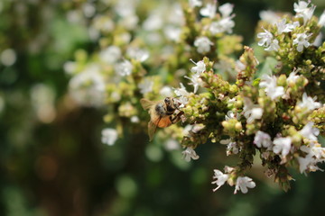 BeeWhiteFlowers