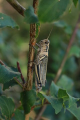 GrassHopperSpring