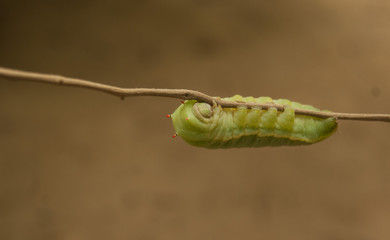 Green bug clinging to a stick