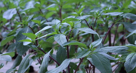 ThaiBasil
