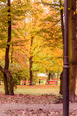 Fototapeta premium Autumn in the park