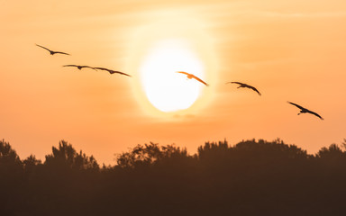 Kraniche in der sonne